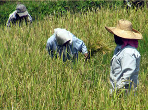 riceharvest.jpg